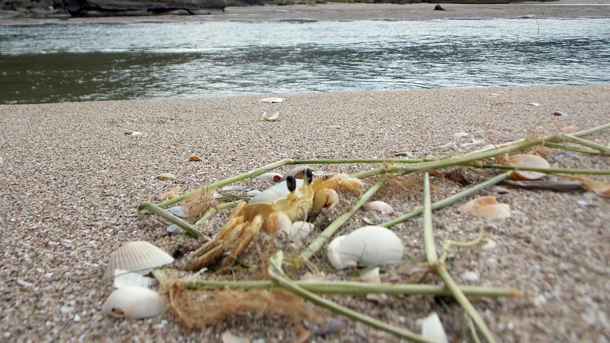 O Garoçá também é conhecido como Maria Farinha e parece um pokémon