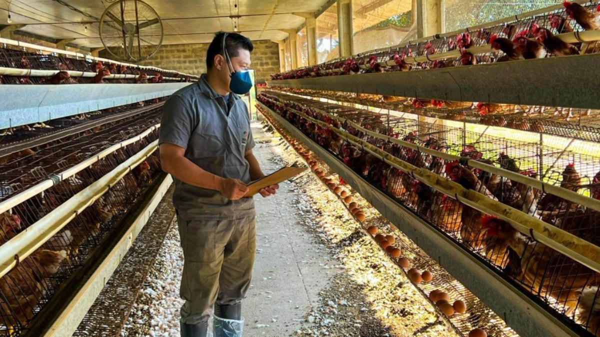 As ações visam prevenir a disseminação da doença em território paulista