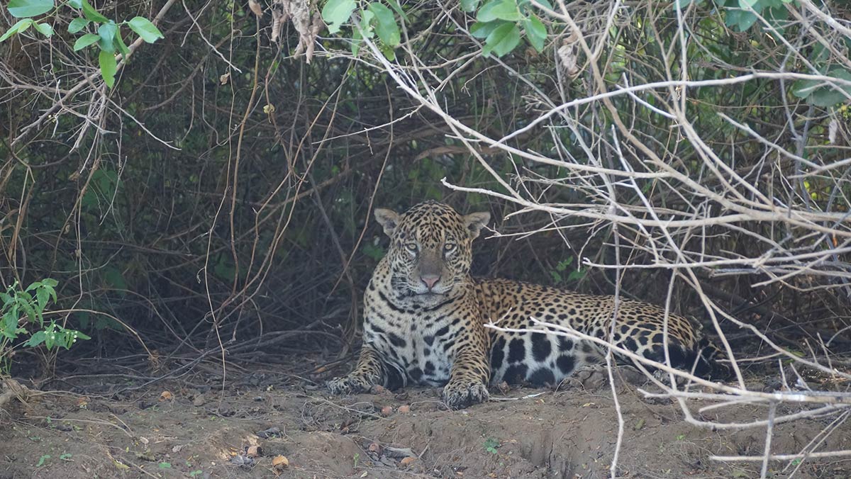 A onça-pintada é criticamente ameaçada no bioma Mata Atlântica