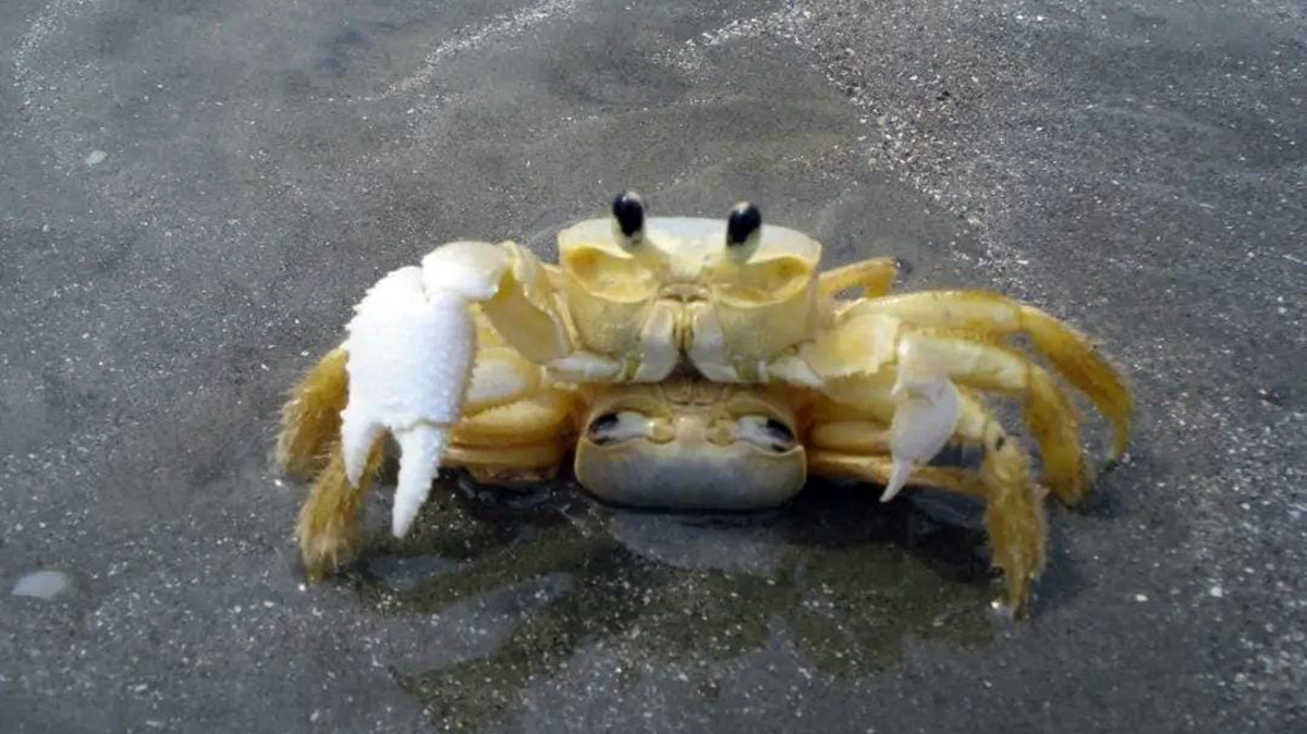 O Garoçá também é conhecido também como Maria Farinha