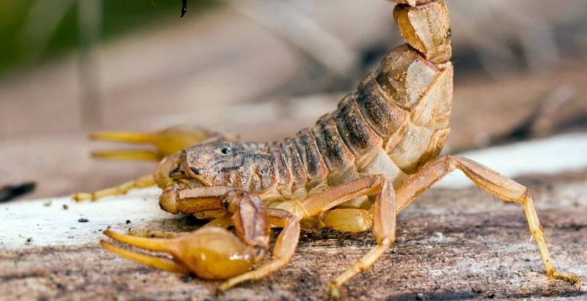 Na sua região, Leme lidera o índice de ocorrências, aumentando o medo da população em relação ao encontro com o animal