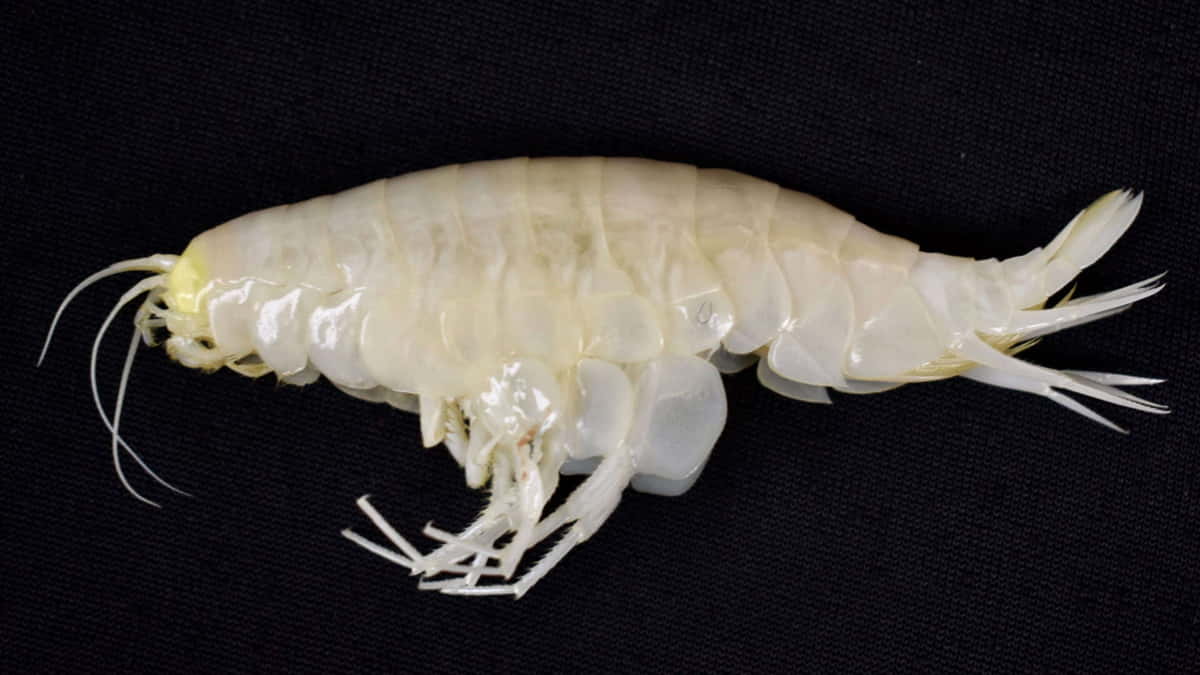 Crustáceos Alicella gigantea estão presentes em boa parte dos oceanos