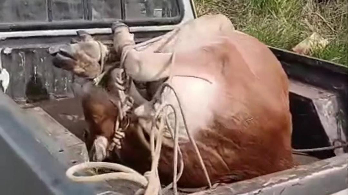 O bezerro foi resgatado por uma equipe da ONG 'Cadeia Para Maus-Tratos'