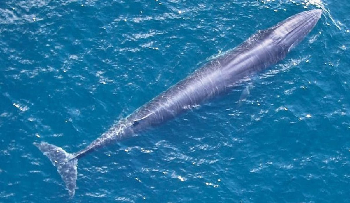 A baleia-de-Rice foi reconhecida como uma espécie distinta em 2021, após estudos genéticos e morfológicos diferenciarem-na da baleia-de-Bryde