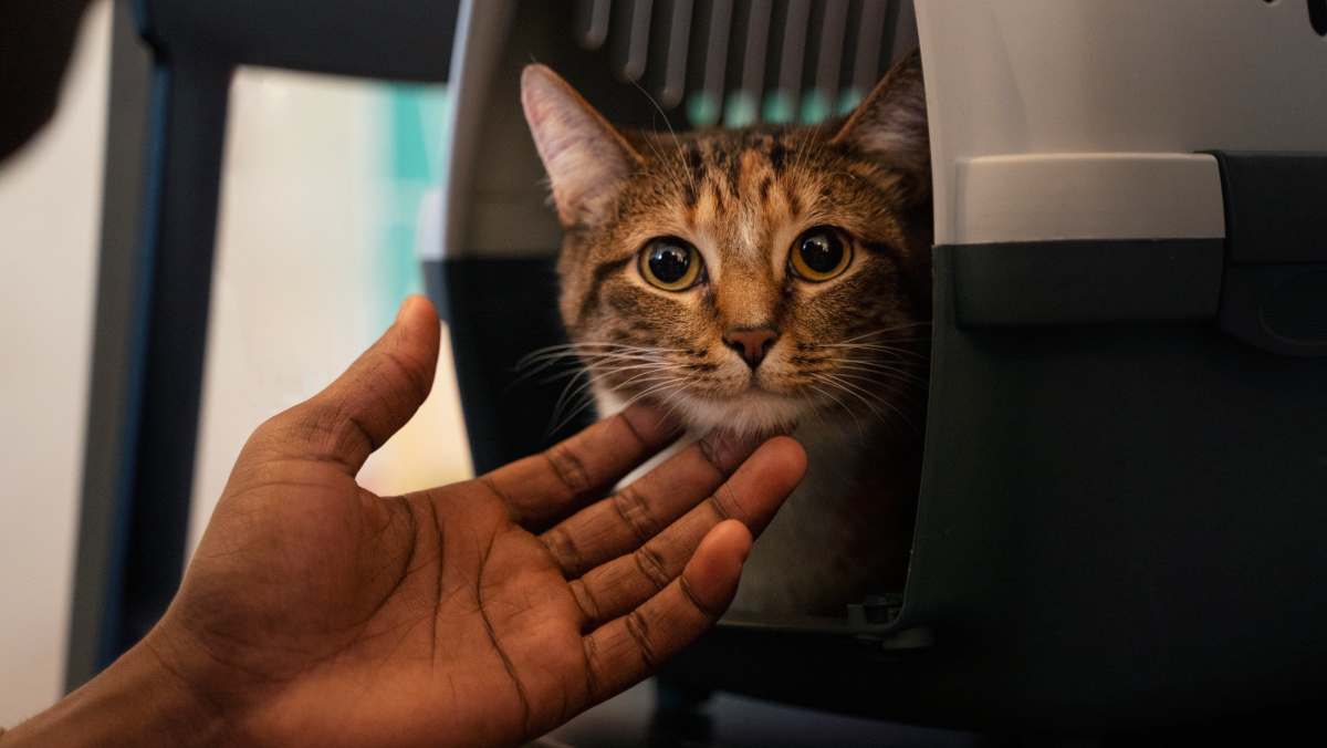 Entre os gatos, a transmissão ocorre principalmente por meio do contato direto com outros animais doentes