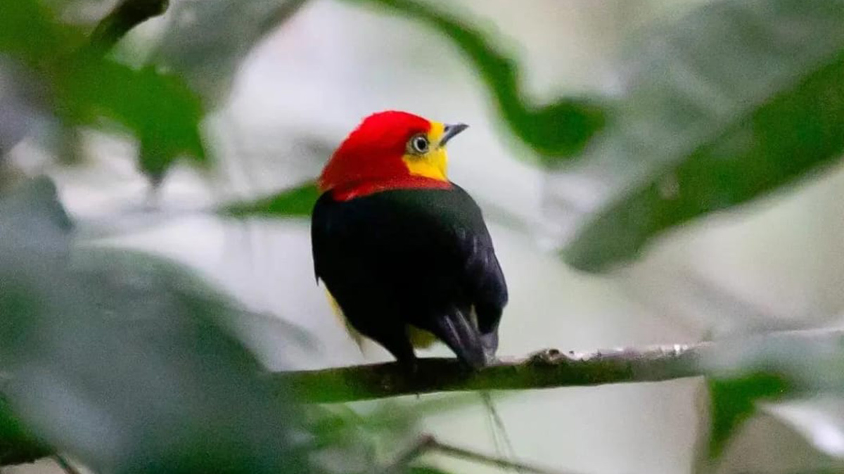 Os registros da expedição foram surpreendentes, com fotografias espetaculares de aves