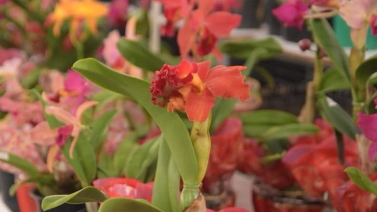 As orquídeas premiadas ganharão interpretação artística em aquarela, com pintura ao vivo de artista plástica