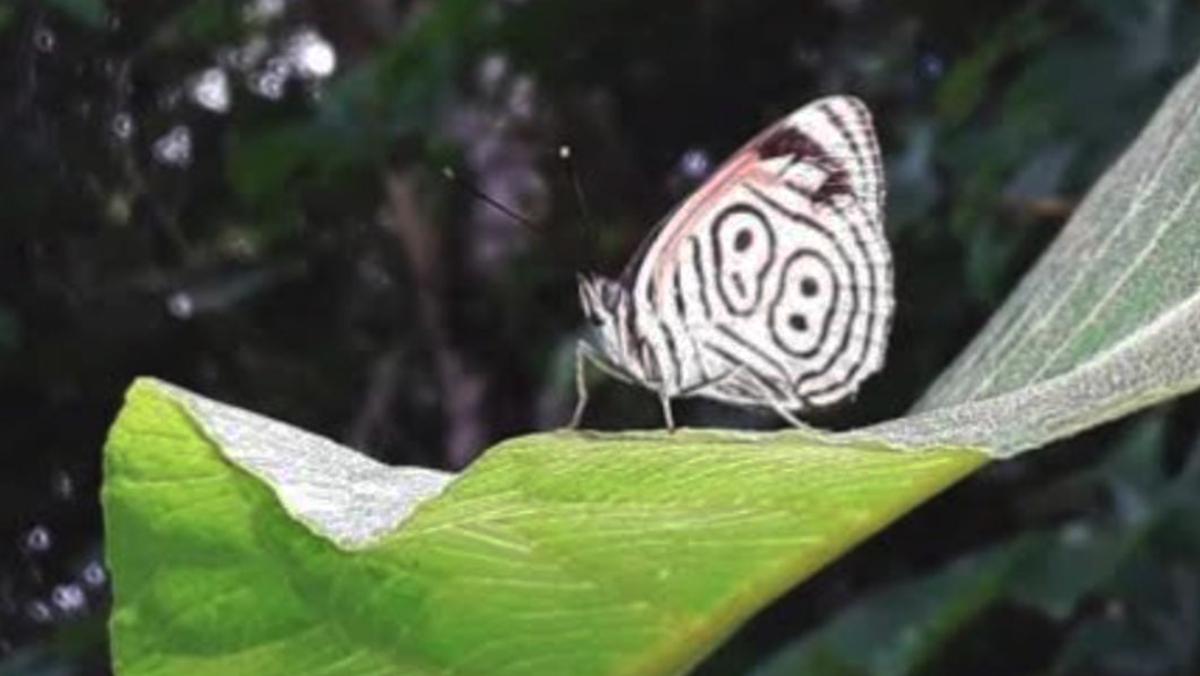 Vive na América do Sul até o México, preferencialmente nas matas bem preservadas