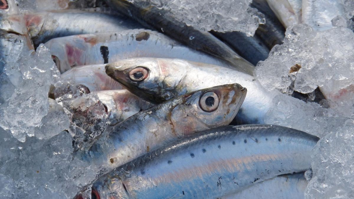 A sardinha, peixe símbolo da pesca artesanal da região, será a protagonista do cardápio