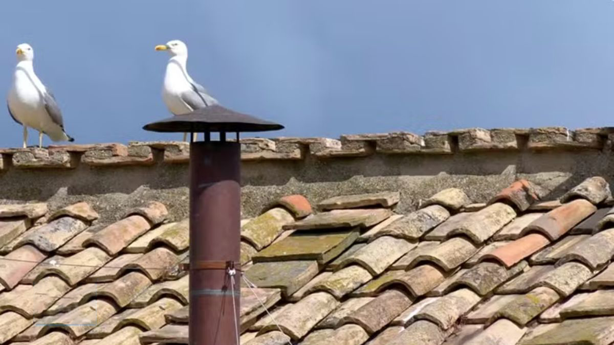 Animal chamou a atenção de quem acompanhava a eleição do Papa Leão XIV