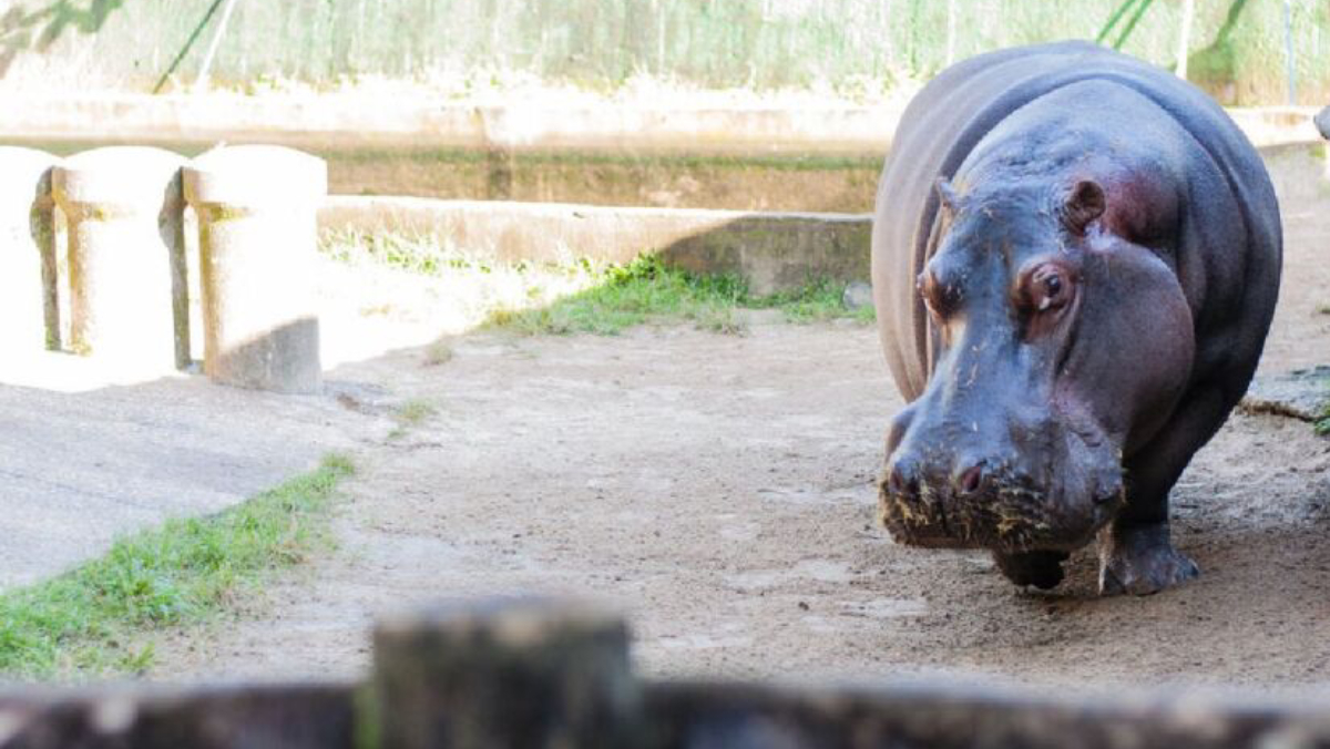 Mesmo sem funcionar há mais de quatro anos, o Horto ainda é responsável pelos cuidados com os animais