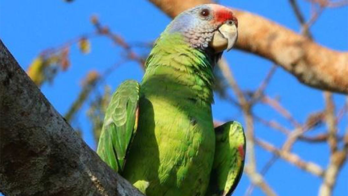 Papagaio-de-cara-roxa é a ave símbolo de Itanhaém