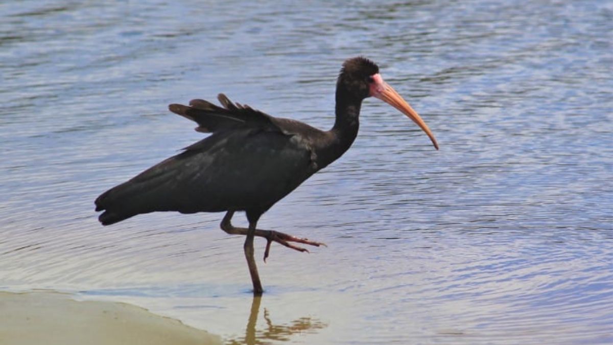 Tapicuru possui parentes em diversos países da América