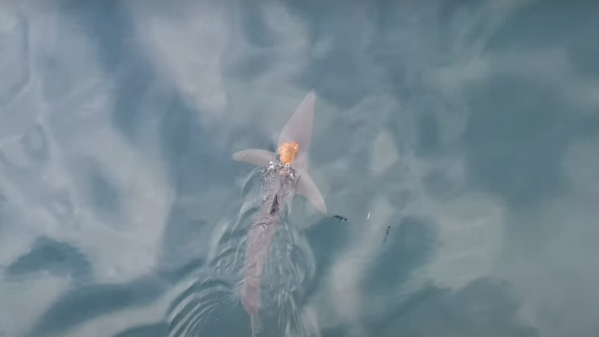 Cena inusitada foi gravada pelos pesquisadores durante uma expedição