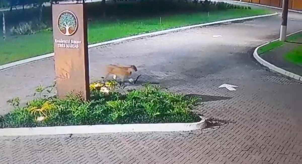 A preocupação agora é com integridade dele e que não seja perseguido pela população