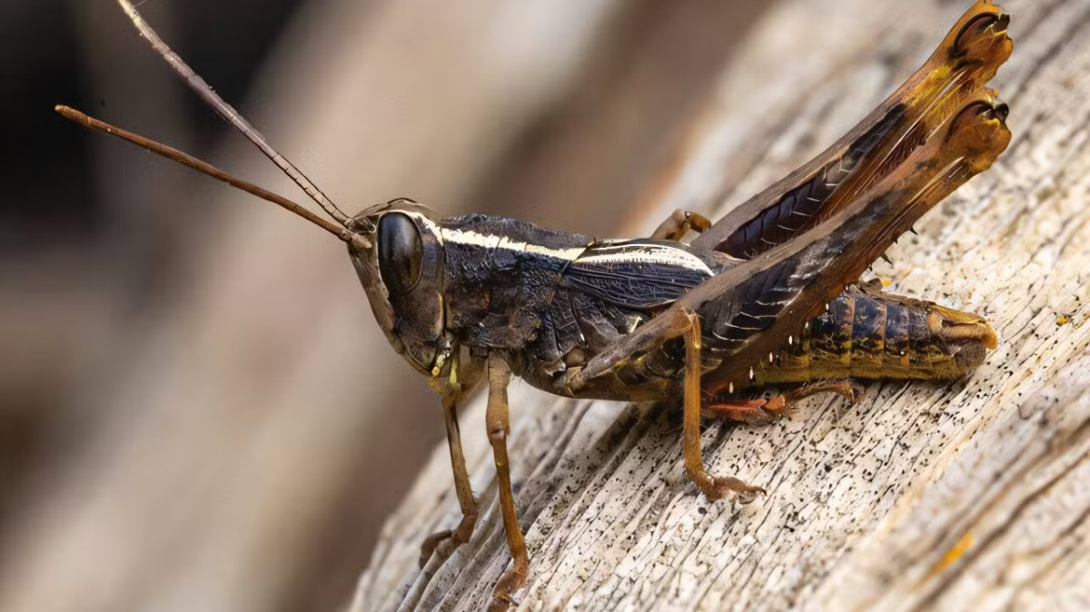 Rob Felix foi o responsável por encontrar a espécie junto à pesquisadora Annelies Jacobs