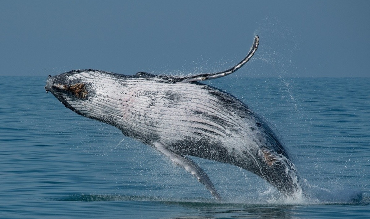De maio a novembro, avistamento de cetáceos atrai turistas e fortalecem o ecoturismo no Litoral Norte de São Paulo