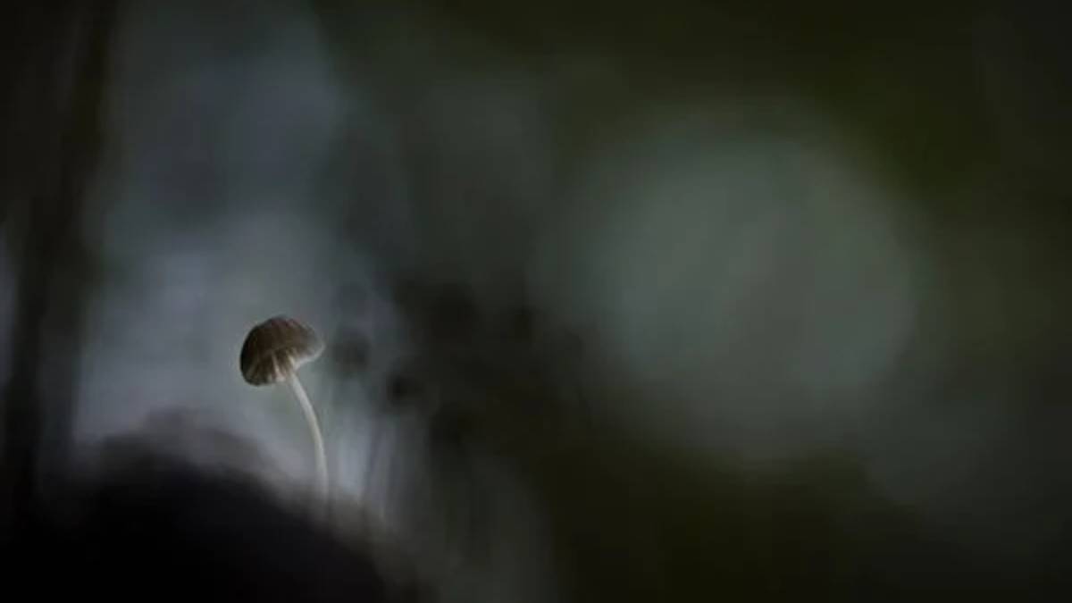 Caso o nosso corpo não consiga eliminá-lo, o fungo começa a crescer de dentro para fora e acaba nos consumindo