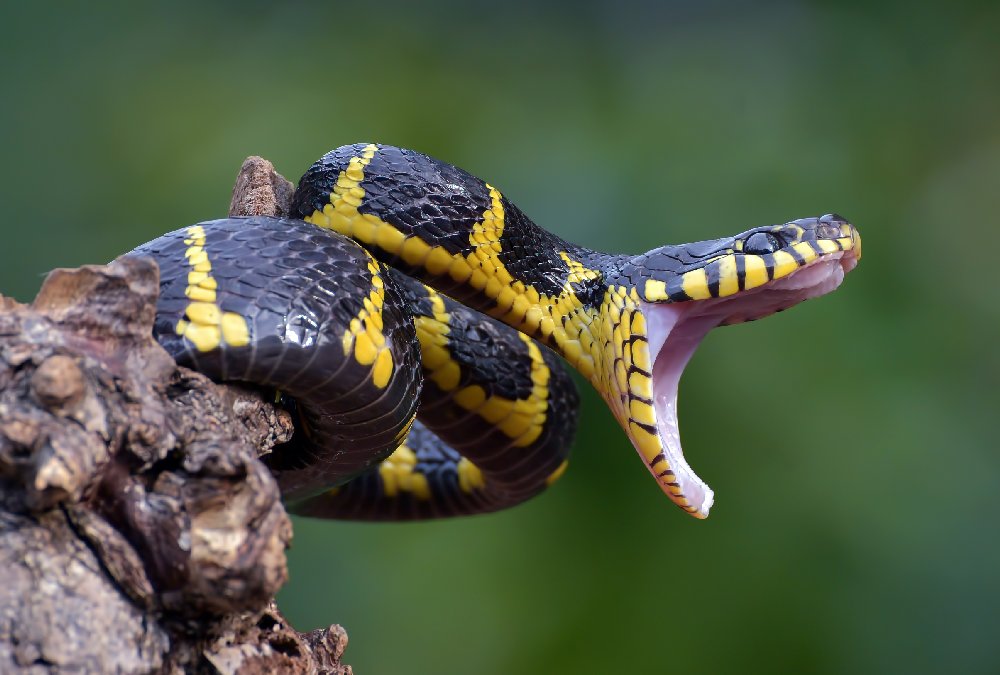 Mais da metade dos casos analisados foram registrados em regiões urbanas ou periurbanas