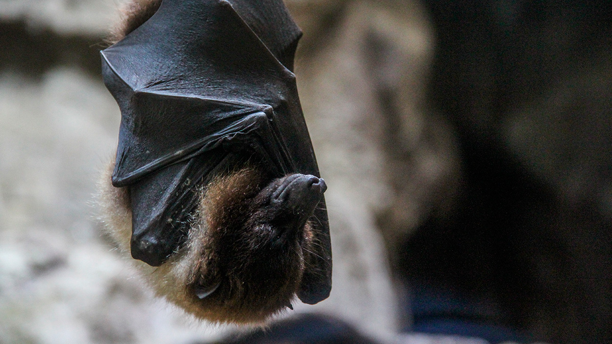 Ninguém quer encontrar um morcego voando dentro de casa ou escondido em algum canto do apartamento.
