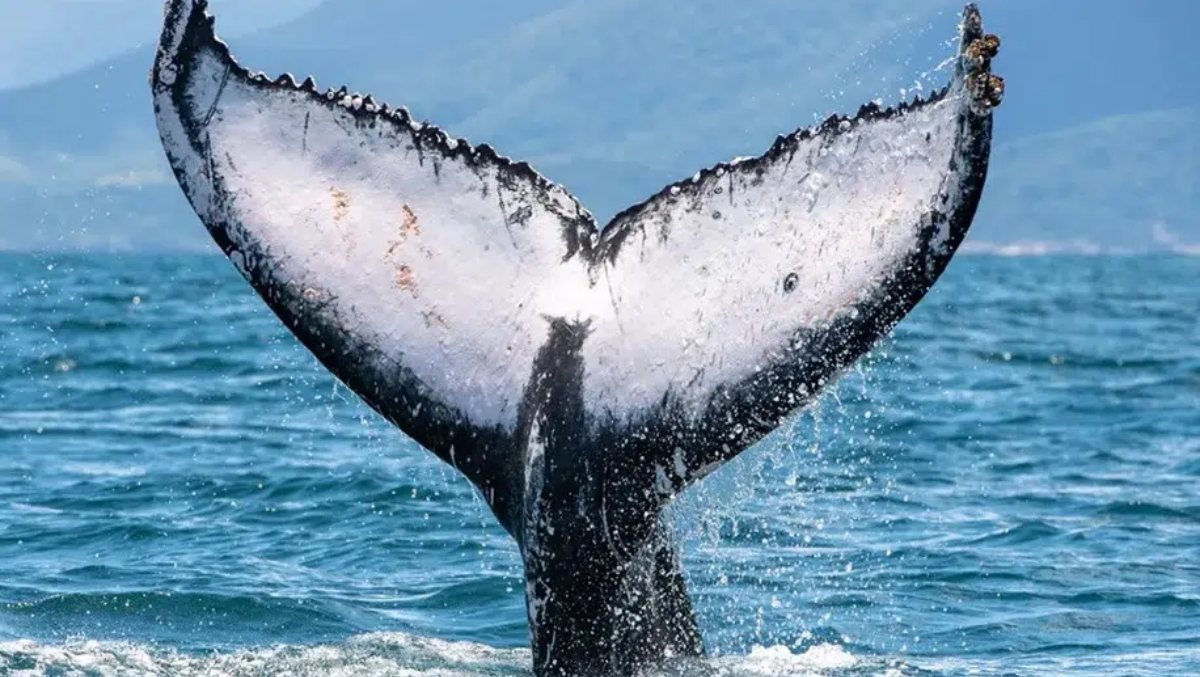 Na última temporada, 561 baleias foram avistadas