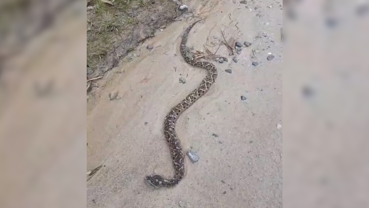 Cobra jararacuçu (Bothrops jararacussu) foi encontrada morta na Estrada do Capivari
