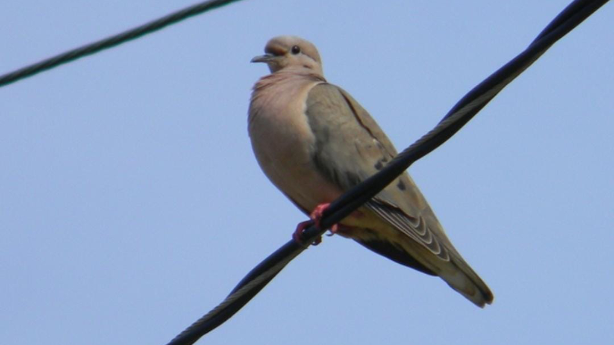 Essa ave é originalmente campestre, típica da caatinga, cerrado e campos