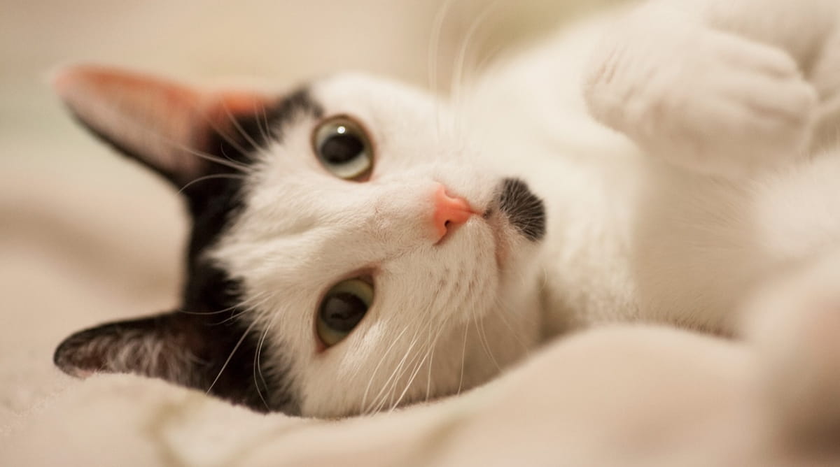 A principal forma de transmissão ocorre por arranhões e mordidas de gatos domésticos infectados, sendo os casos mais graves registrados em pacientes imunodeprimidos