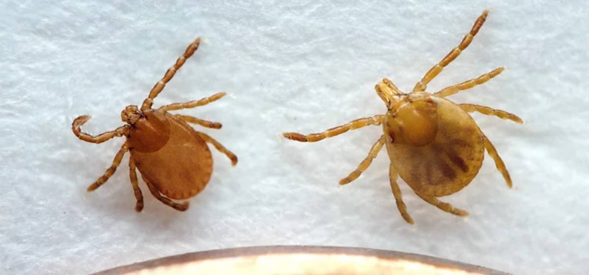 As informações foram compartilhadas pelo reconhecido jornal NY Pos