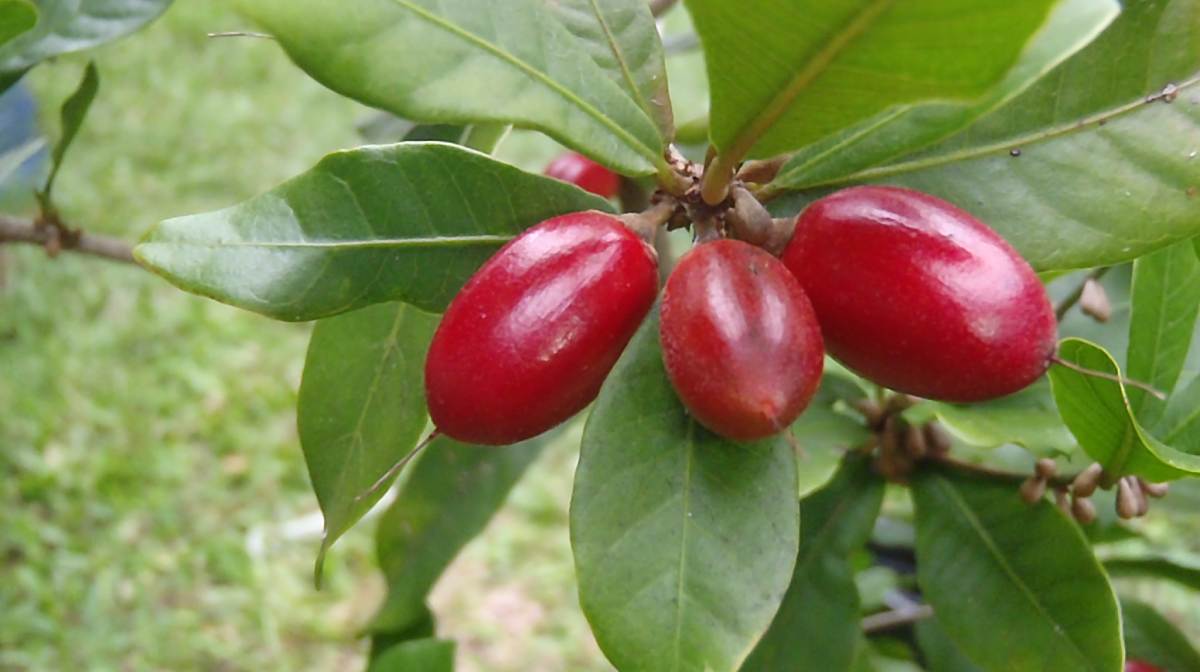 Fruta-milagrosa altera sabor de outros alimentos