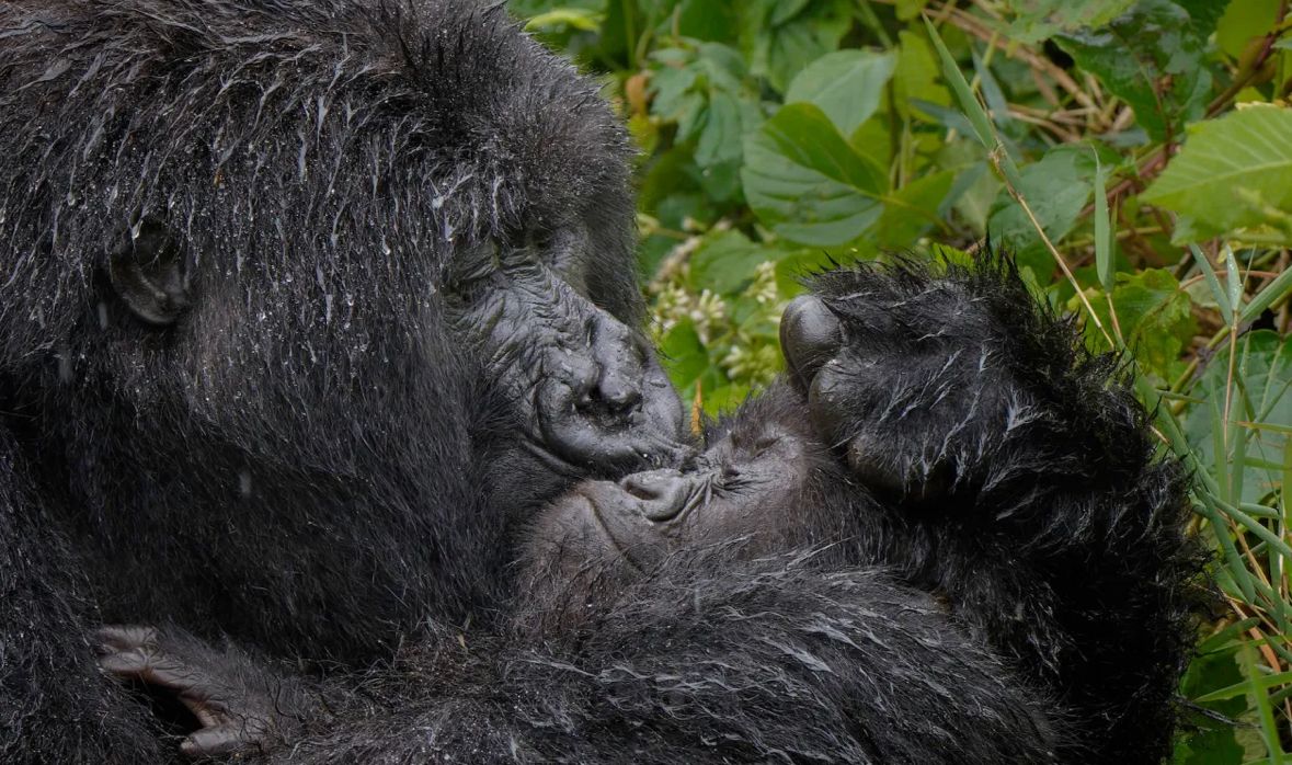 Um gorila beijando o filhote é destaque entre as fotos
