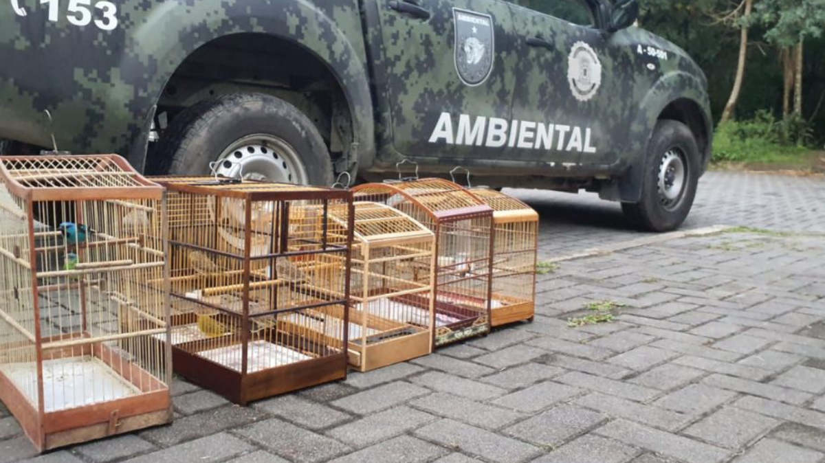 Os animais foram devolvidos à natureza em uma área protegida da Mata Atlântica