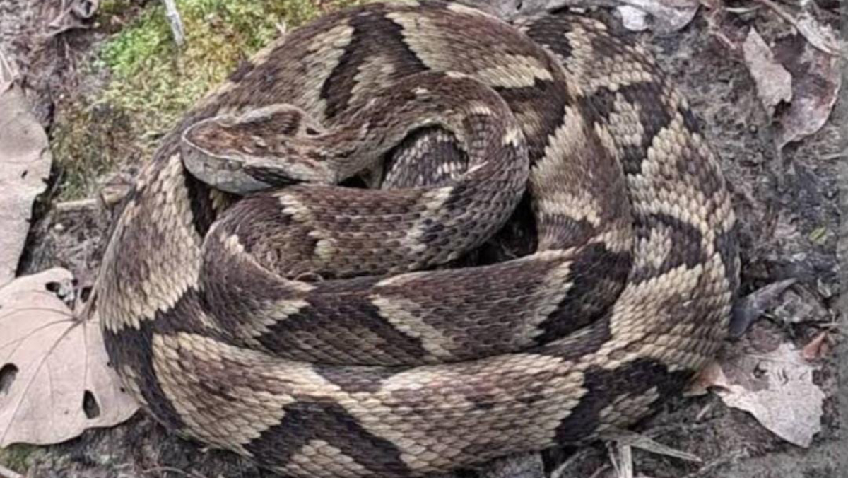 A Jararaca (Bothrops jararaca) é uma das serpentes mais comuns do sudeste do Brasil