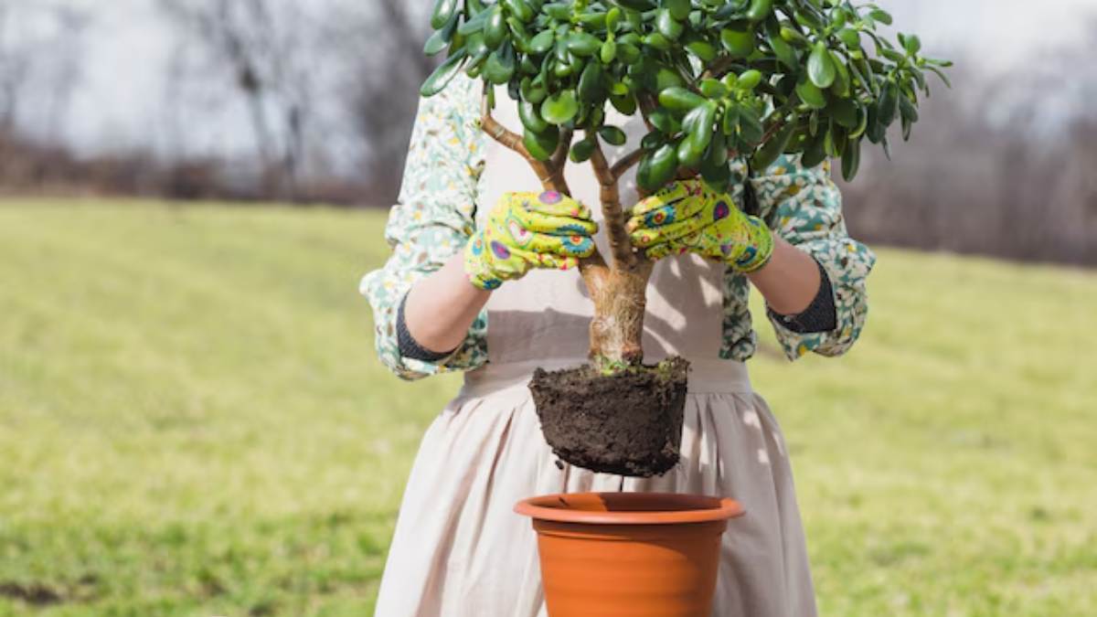 Dizem que esse é o futuro. Limpo, eficiente, planejado. Árvores artificiais feitas de aço, vidro e sensores, abastecidas por energia solar ou fontes renováveis
