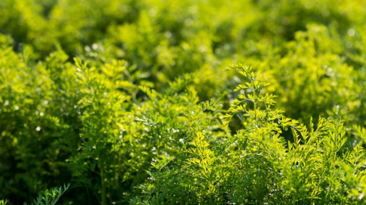 Novo ouro verde desperta interesse de investidores