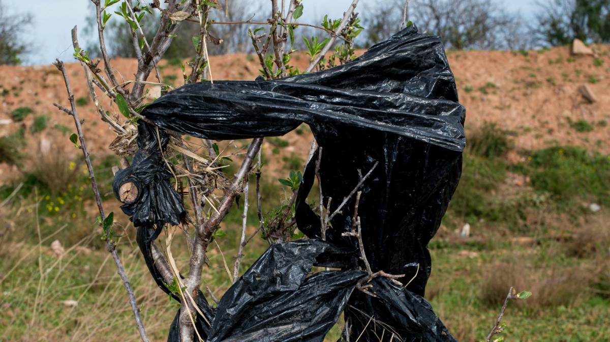 Algumas árvores com saco plástico preto podem ser inseticidas naturais