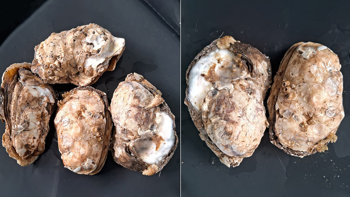 Pesquisadores identificaram bactérias multirresistentes e altas concentrações de arsênio em frutos do mar