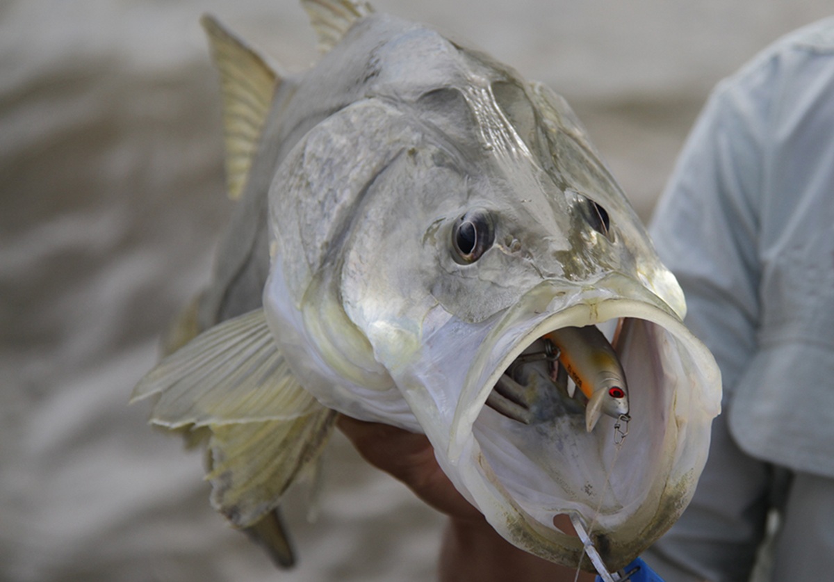 Peixe nativo das Américas, o Robalo é um dos mais valorizados na pesca esportiva