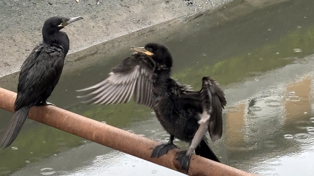 Além de peixes, os biguás comem crustáceos, girinos, sapos, rãs e insetos aquáticos