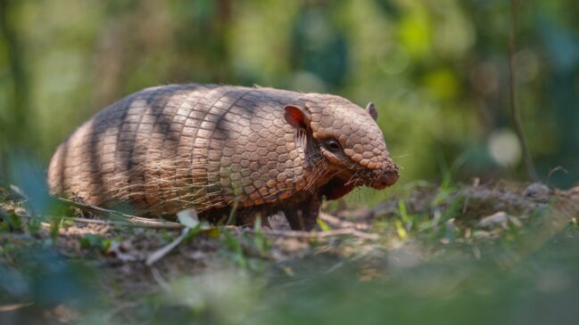 Freepik/vladimircech