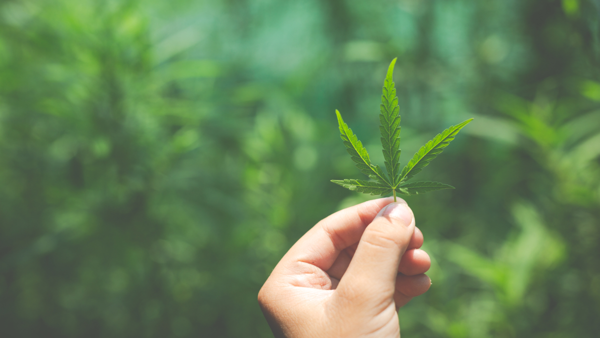 Os resultados desafiam a ideia de que a cannabis teria baixo risco cardíaco