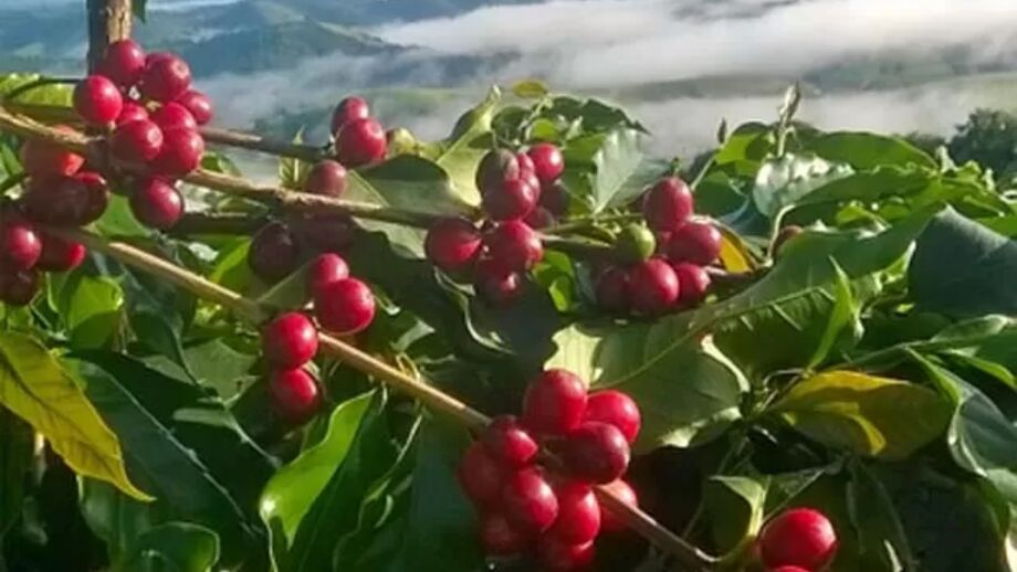 O café de Sebastião ganhou notoriedade não apenas pelo preço, mas também pela qualidade excepcional