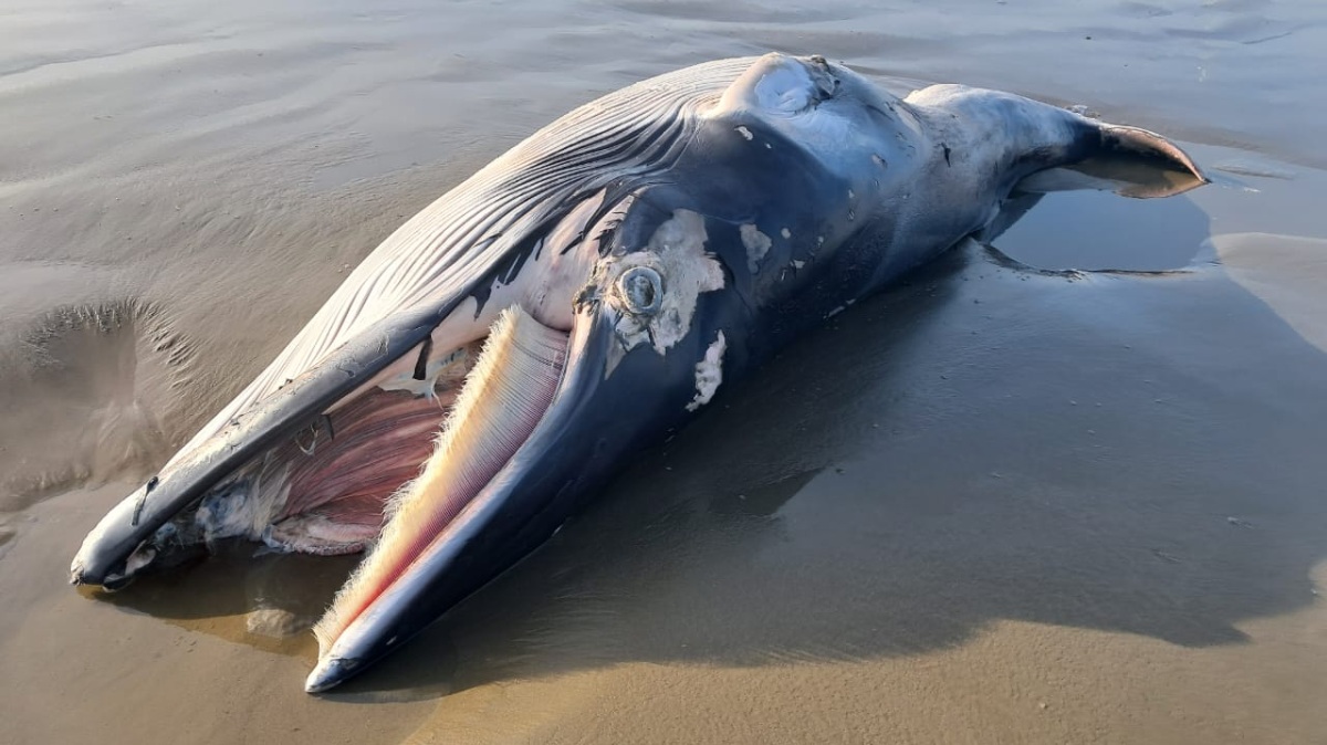 A baleia minke é considerada uma das menores baleias do mundo