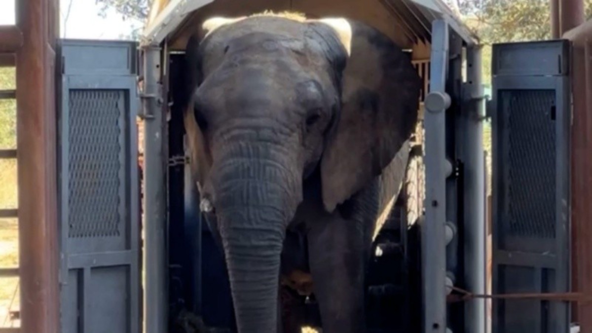 Kenya vivia no Ecoparque de Mendoza, na Argentina