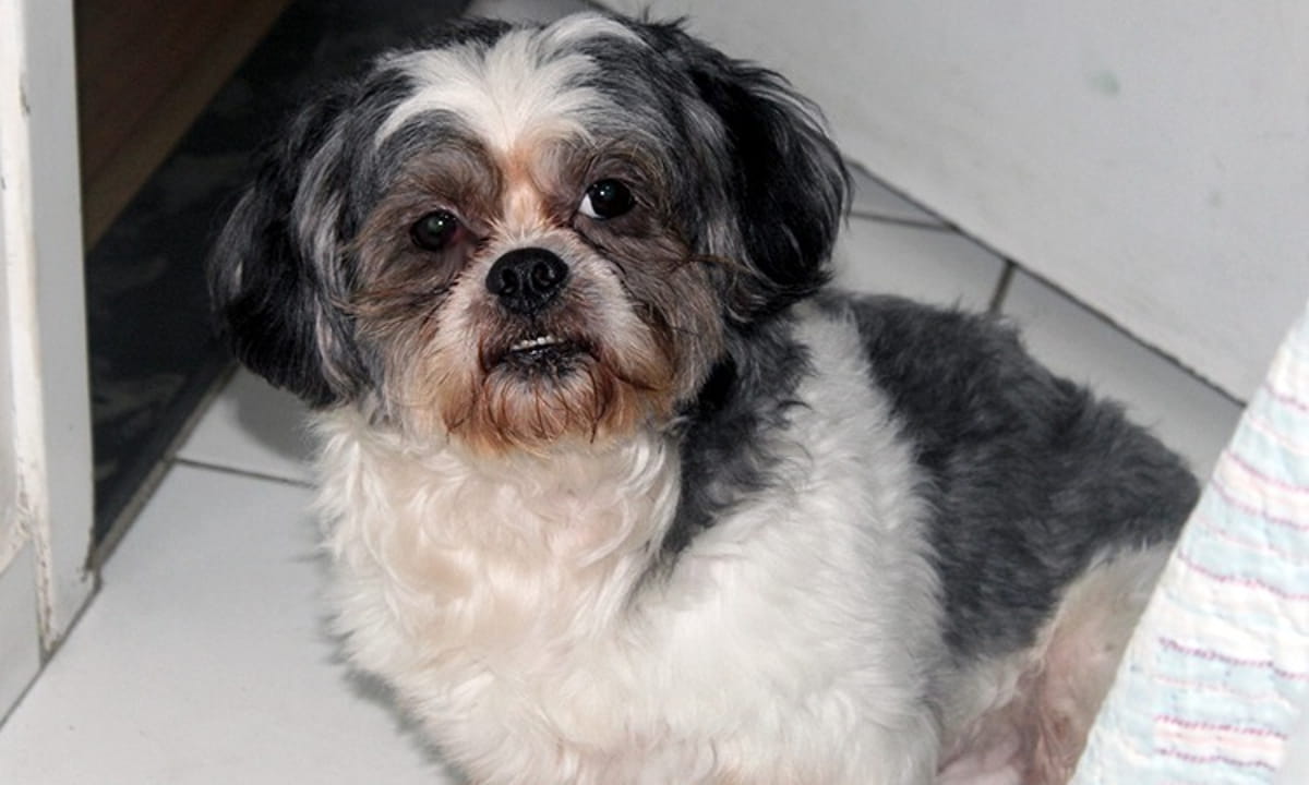 A fiscalização da lei ficará a cargo dos órgãos municipais, mas a população também poderá atuar denunciando casos de omissão, maus-tratos ou abandono