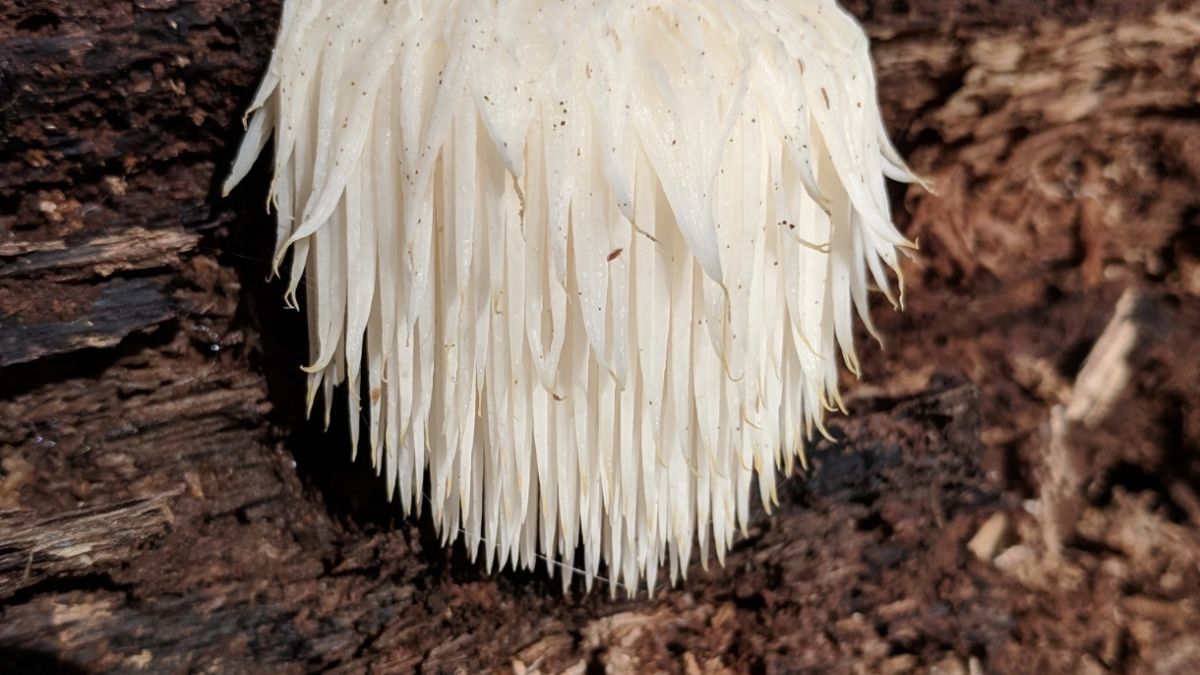 Embora os resultados ainda estejam em estágio preliminar, eles já indicam efeitos promissores