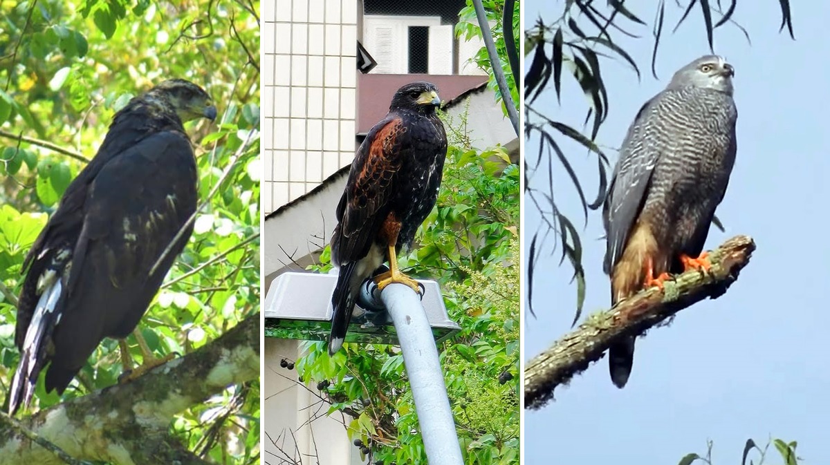 Atualmente, 278 espécies de gaviões já foram registradas em Santos