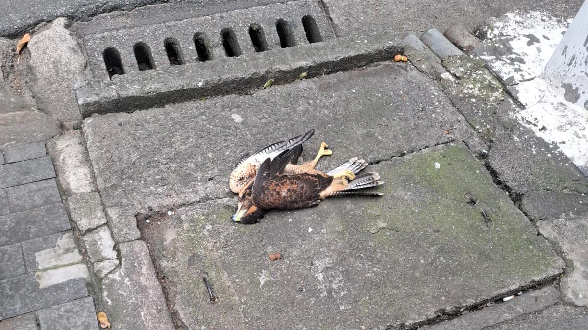 O gavião-asa-de-telha (Parabuteo unicinctus) apareceu morto em Santos