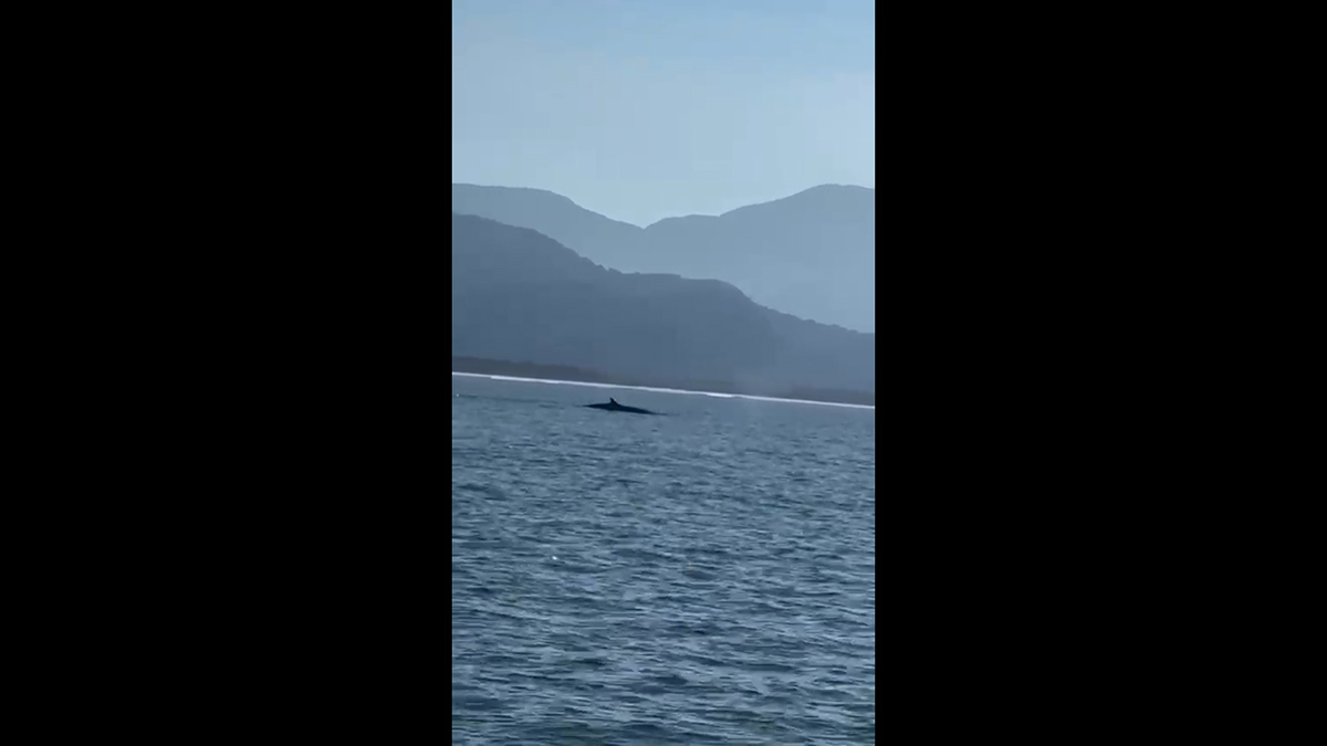 Devido à distância em que foi registrada, não é possível identificar com precisão qual é a espécie do animal