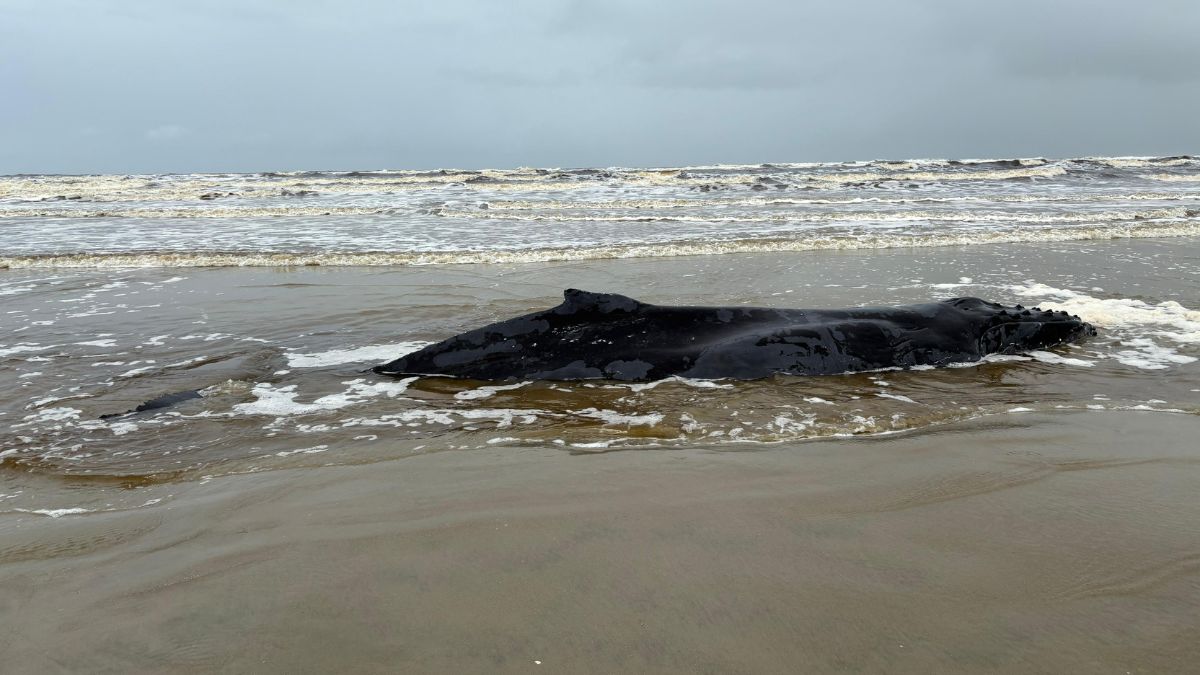 Bióloga disse que animal é jovem e que esta pode ter sido a primeira migração dele